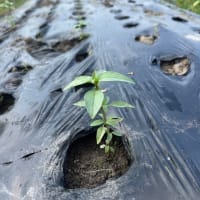 ホーリーバジル定植