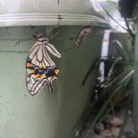 蝶々の羽化と、ユスラウメジャム