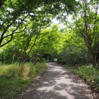 歯科定期健診のお知らせが来ない？（　＆　老人とニャン　）の巻