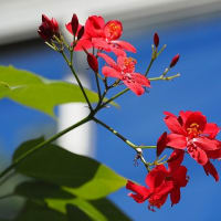 大船FC～夏の花散歩