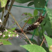 北本：ジャコウアゲハ幼虫･蛹、アミガサハゴロモ幼虫
