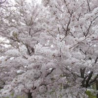 桜　桃　梨の花　咲きそろっている