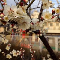 目指せトリリンガルなかばの子