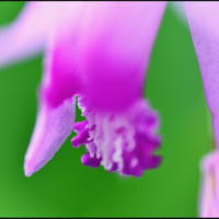 「隣の庭に咲いた草花」シラン（紫蘭）・他
