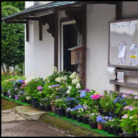 「能護寺」の アジサイ