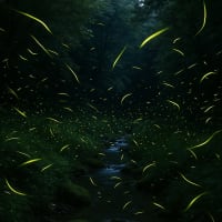 ホタルの写真に思うこと