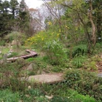 植物生態園の春の花　その２～京都府立植物園2024/4上旬（3）