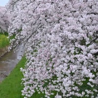近くを散歩 佐保川の桜満開