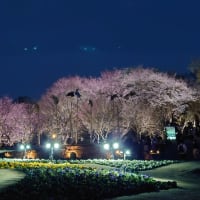 夜桜 in 東山