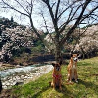 桜咲く♪犬とお花見、何処へ行く？！