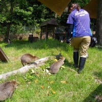 埼玉県こども動物自然公園で動物さんに癒される　その５　最終回
