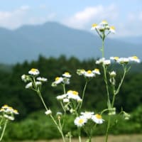 タチアオイと合歓の季節