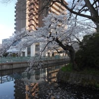 高崎市役所・お濠・高崎公園　桜