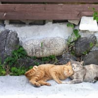 九州E島の猫たち　2024年4月　その12