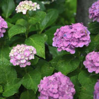 梅雨来る！紫陽花咲く！