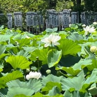 鎌倉に〜　蓮の花・アガパンサスを♪