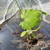ズッキーニの植付け完了しました(^^)/ 完結編ｗ (5月7日)