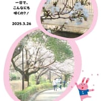 3/26 咲き始めて2日目！