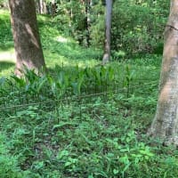 自然公園を散策
