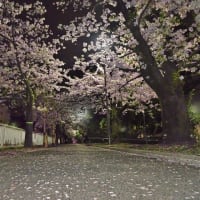 桜散る宵