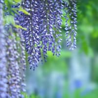 たのしい万葉集　藤波の茂りは過ぎぬあしひきの・・・