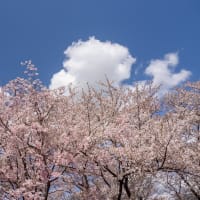弘法山古墳の桜　OM-1