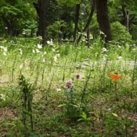 日比谷公園のユリ花壇