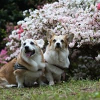 浮嶽つつじ園