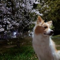 🌸花見、２選🌸