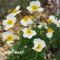 「稚児車の花が咲きました」　MY　GARDEN　2025.05.17日撮影