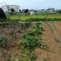 モロッコインゲン撤去
