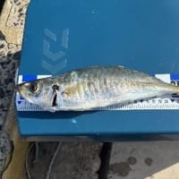 俺のタイ（？）釣り日記　Season7.5　第5期関門海峡海戦
