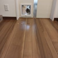 猫ドア