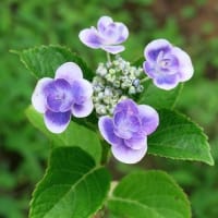 当地の梅雨、まだ続きます「アジサイ３種」。