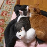 里親さま募集を締め切らせていただきます。