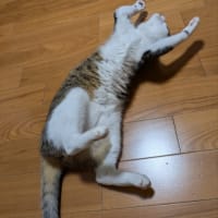 クリンへの想いは尽きなくて・・・308