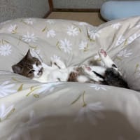 冬支度のちぃたんと保育士さんに感謝