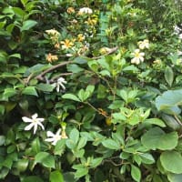 庭の花 【 クチナシ､アジサイ 】