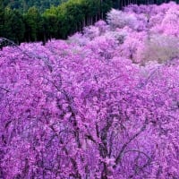 1000本のしだれ桜-奈良県東吉野村：高見の郷