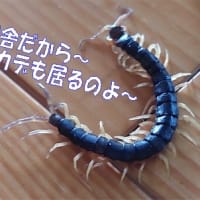山口県弁天の大人気ニジマス釣り堀・・・水がきれいだから魚が旨い！