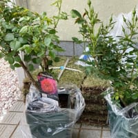「バラの家」実店舗へ行ってきた