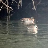 06/23探鳥記録写真：２月に出会った鳥たち②