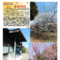 花巡り「梅－373」 松石　香取神社
