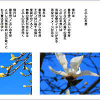 こぶしの冬芽