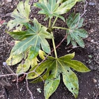 オサンポ walk - 植物plant :ヤツデのヤッチャン My fatsia, Yacchan(30)