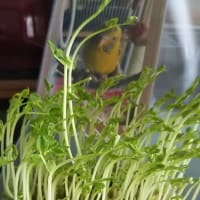 のびる豆苗
