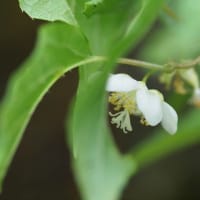 香り豊かなマタタビの花