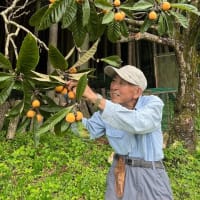 初夏の風物詩「びわ」の収穫が箕面市北部の止々呂美地区で行われました