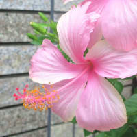 【ピンクバタラライ   ハイビスカス】花弁に特徴のあるピンク品種◆