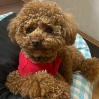 テニスと仕事でクタクタ！
